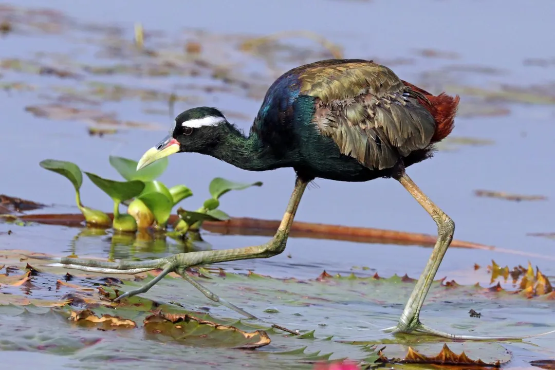 What is the bronze winged jacana nest?