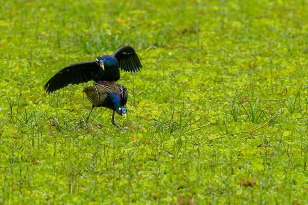 What is the bronze winged jacana nest?, Species Overview
