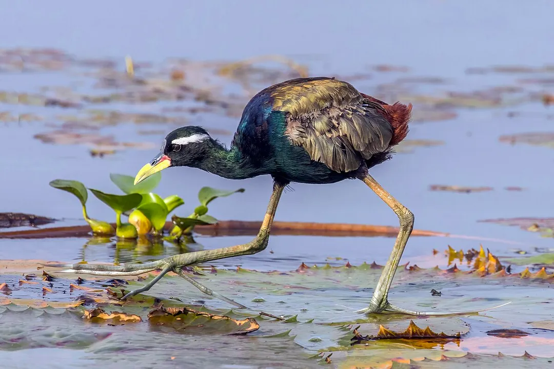 What is the bronze winged jacana nest?, Construction Method