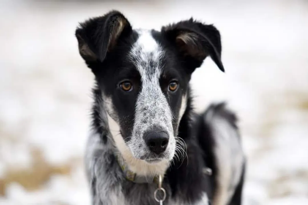 What is the calmest Border Collie mix?, Genetic Calming Influences