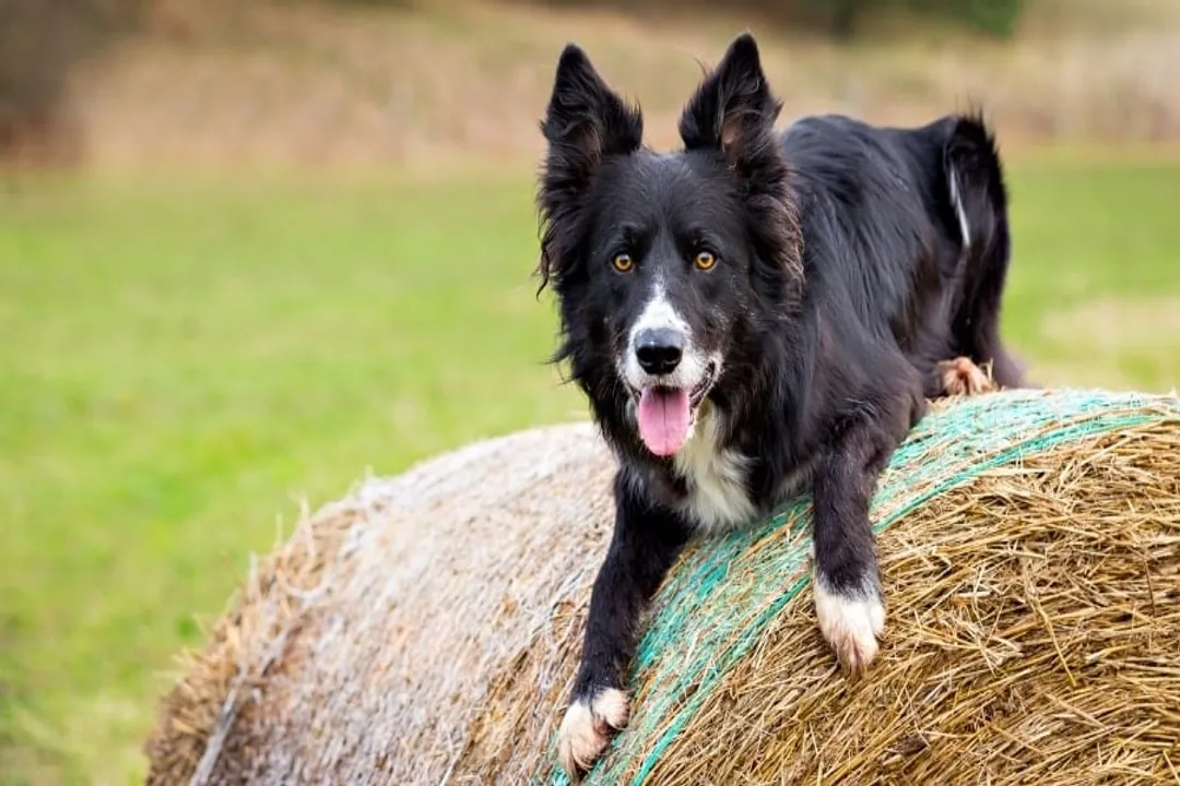 What is the calmest Border Collie mix?, Distinguishing Drive and Energy