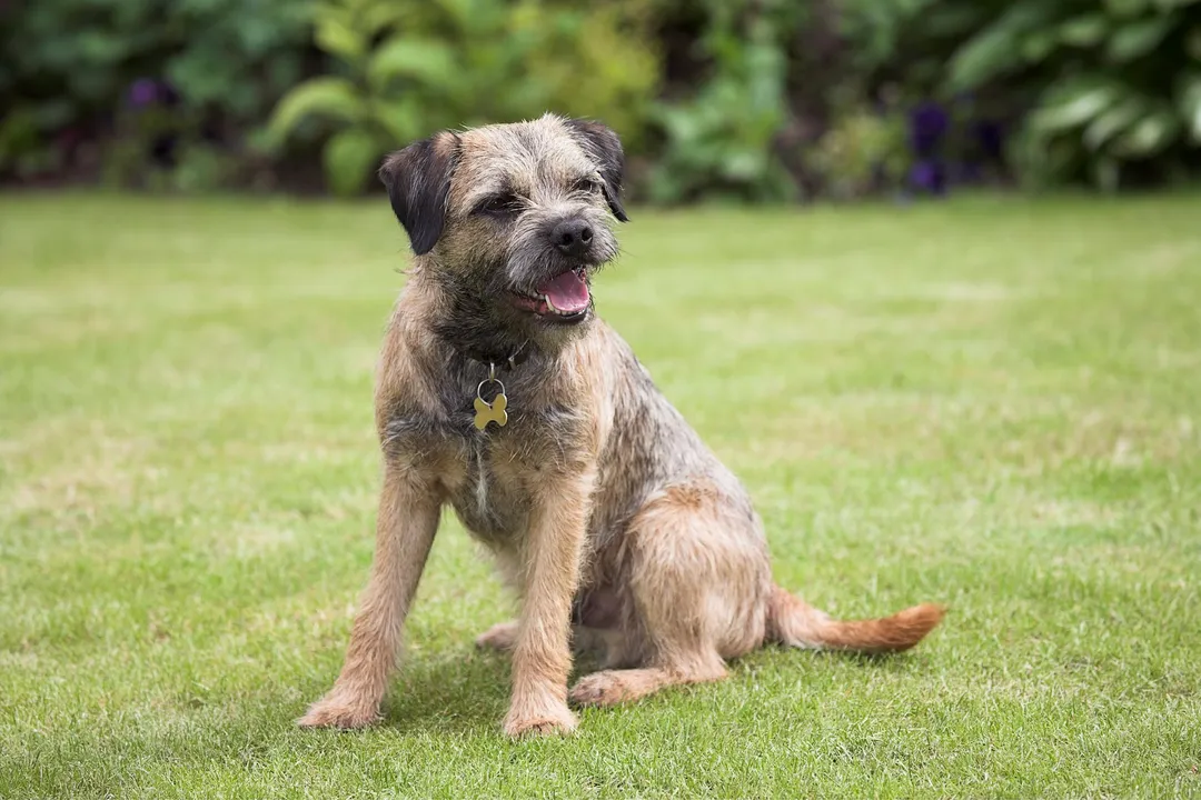 What is the calmest terrier breed?, Breeds Mentioned