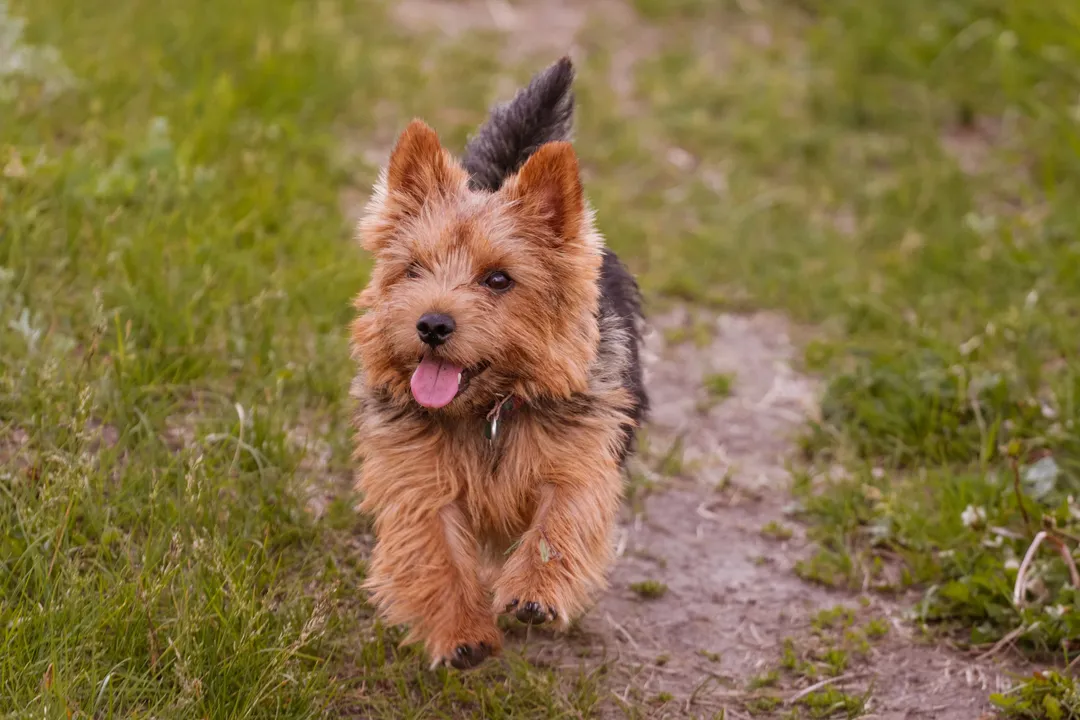 What is the calmest terrier breed?, The Standard