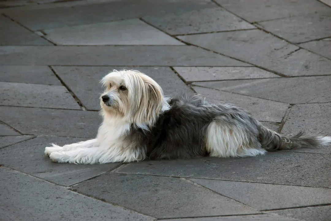 What is the Catalan Sheepdogs temperament?, Core Personality
