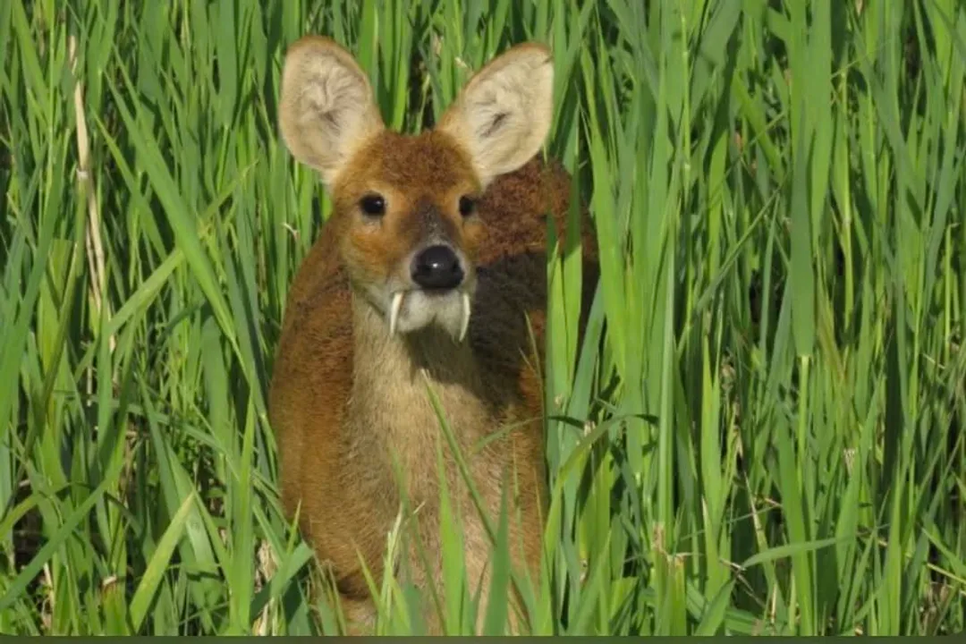 What is the Chinese water deer classification?, Kingdom placement