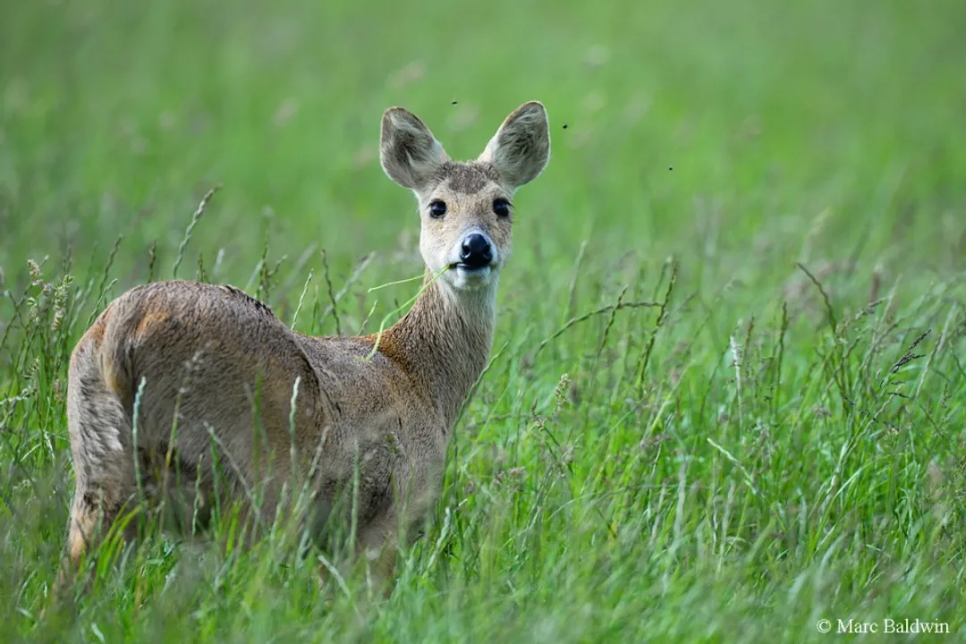 What is the Chinese water deer classification?, Order grouping