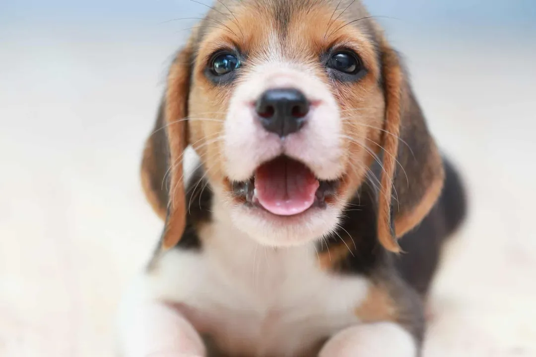 What is the classification of a Beagle?, Functional Grouping