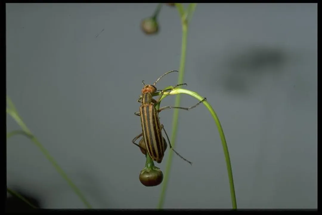 What is the classification of a blister beetle?, Order Family