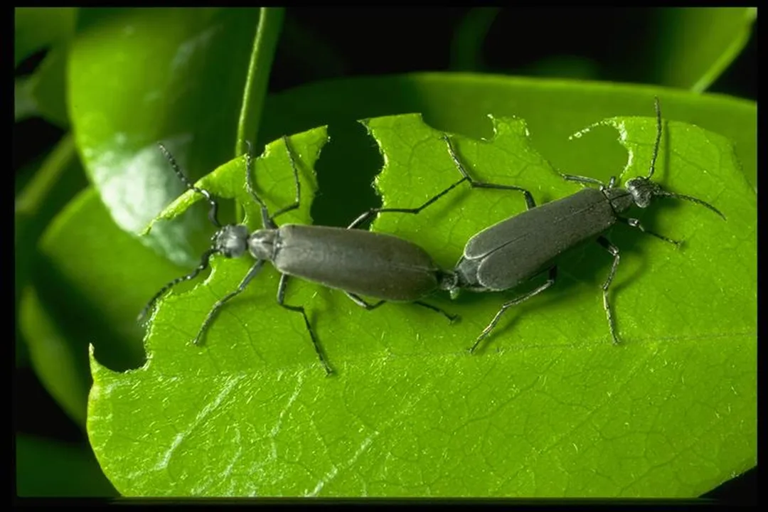 What is the classification of a blister beetle?, Subfamily Groups