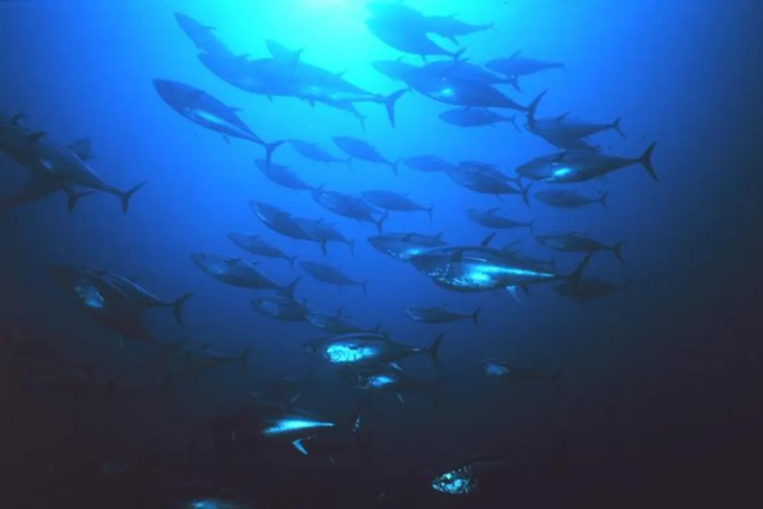 What is the classification of a bluefin tuna?, Order Placement