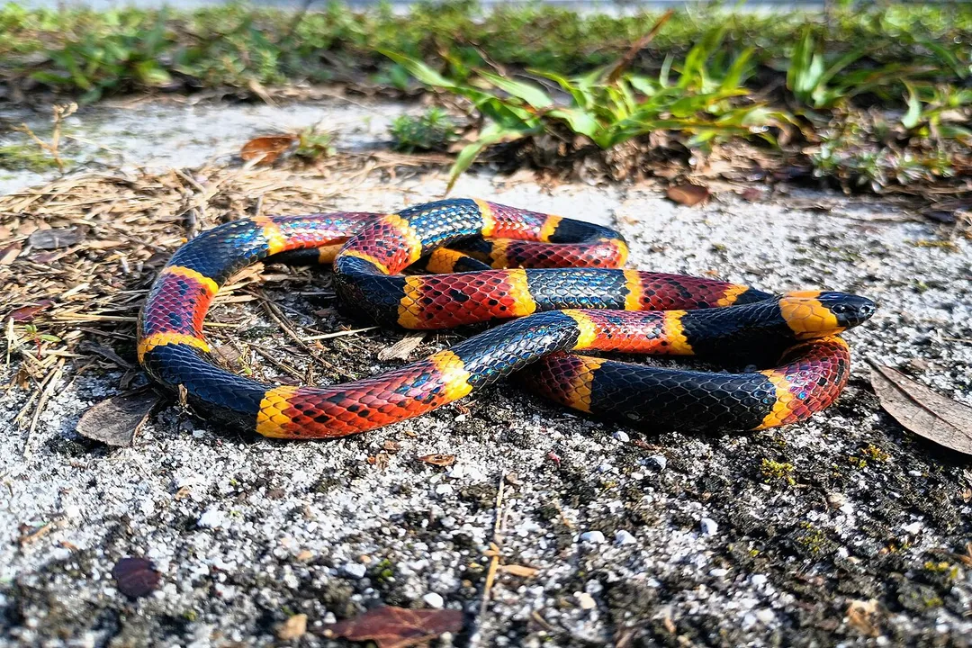 What is the classification of a coral snake?, Identification and Mimicry