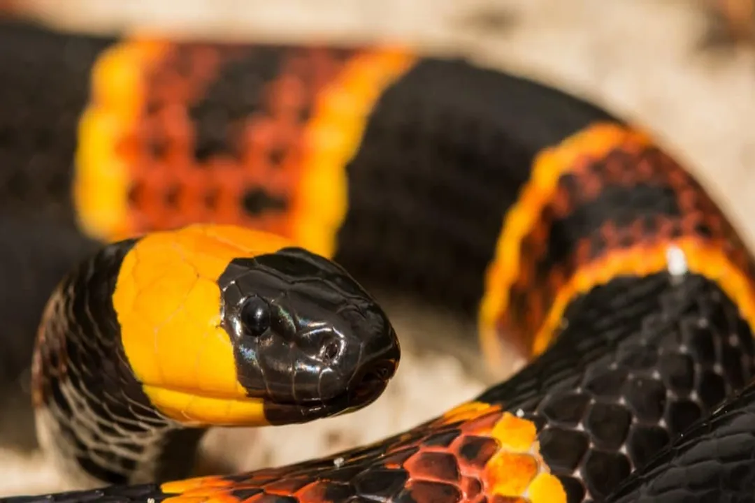 What is the classification of a coral snake?, Taxonomic Placement