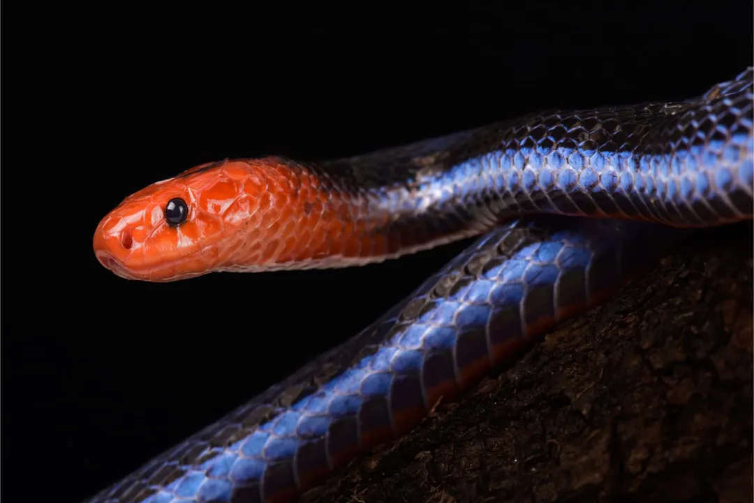 What is the classification of a coral snake?