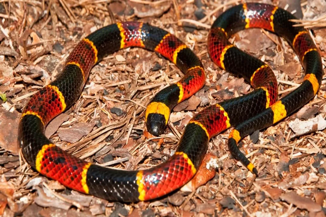What is the classification of a coral snake?, Venom Classification