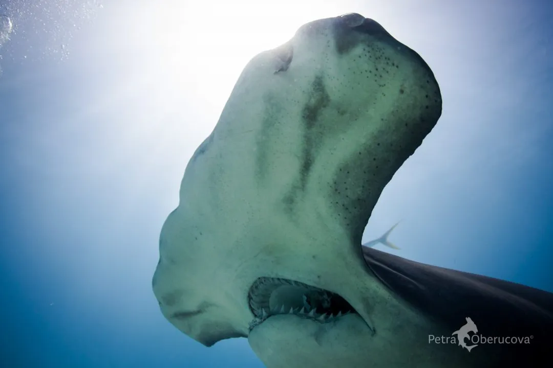 What is the classification of a hammerhead shark?, The Genera Structure