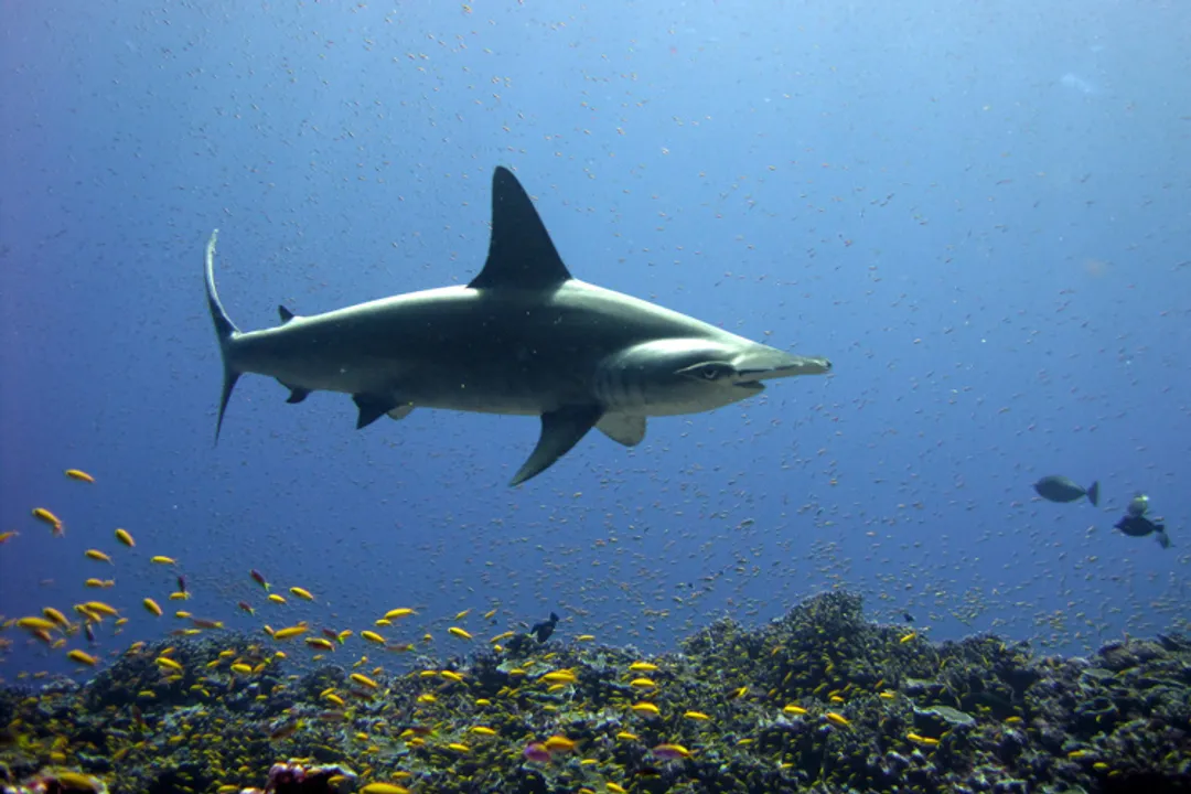 What is the classification of a hammerhead shark?