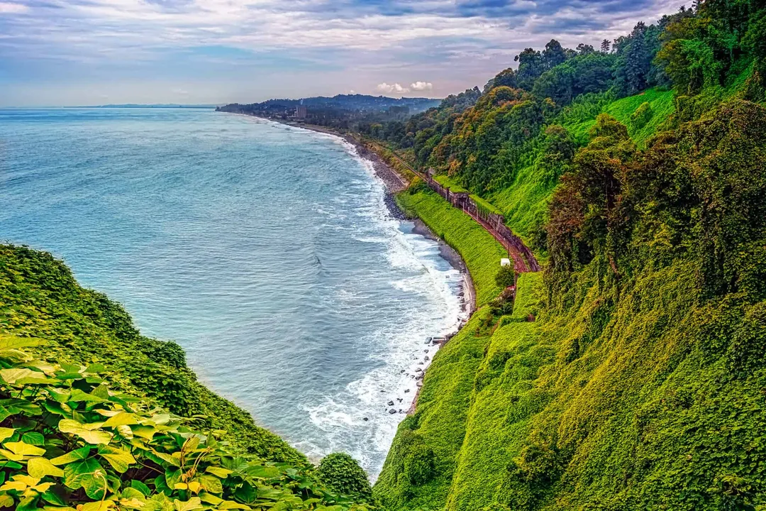 What is the classification of a hammerhead shark?, Order and Family