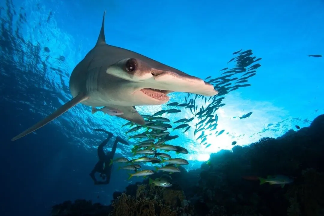 What is the classification of a hammerhead shark?, Kingdom Phylum Class