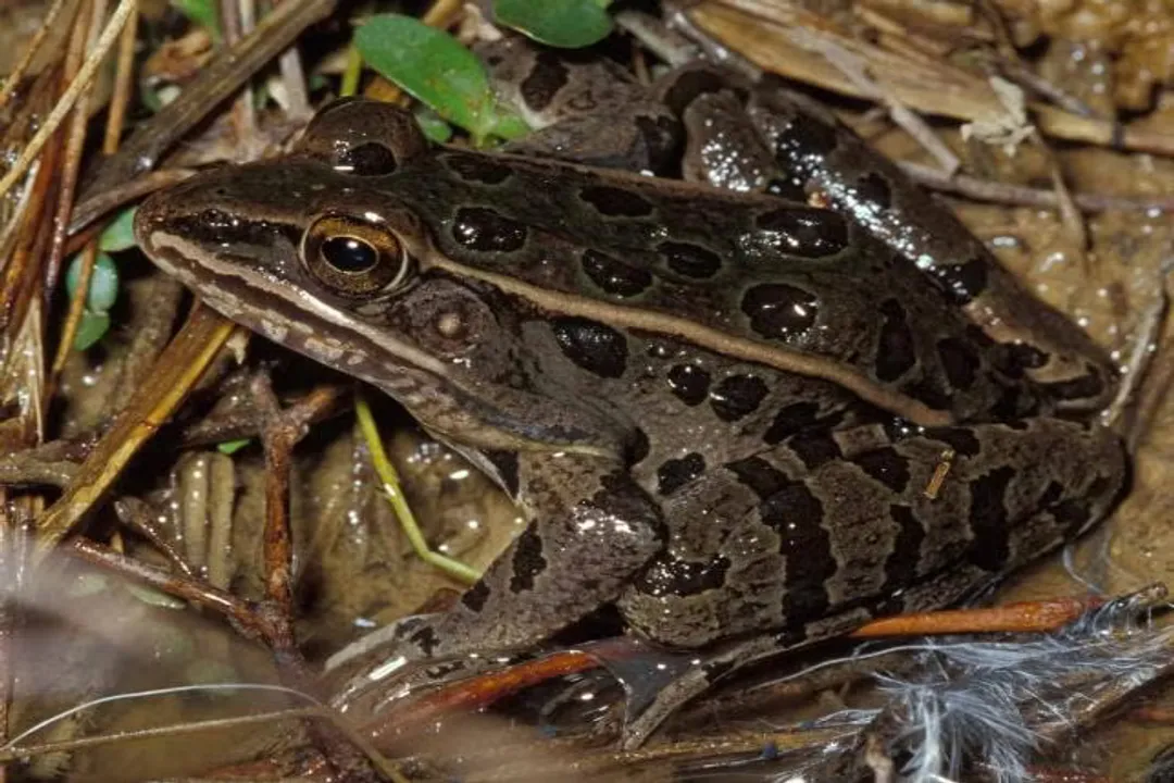 What is the classification of a leopard frog?, Taxonomic Placement