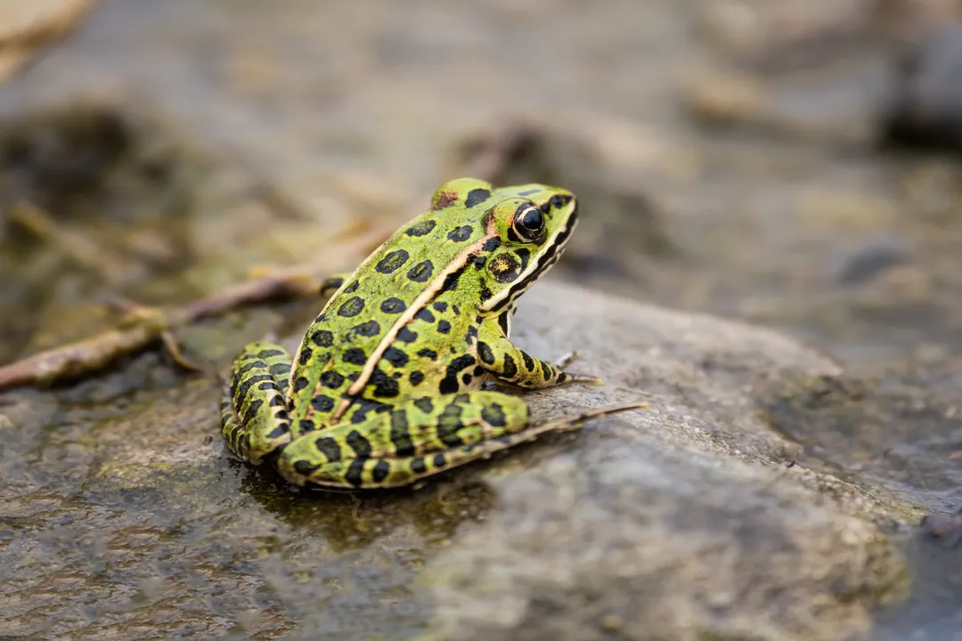 What is the classification of a leopard frog?, Species Variation