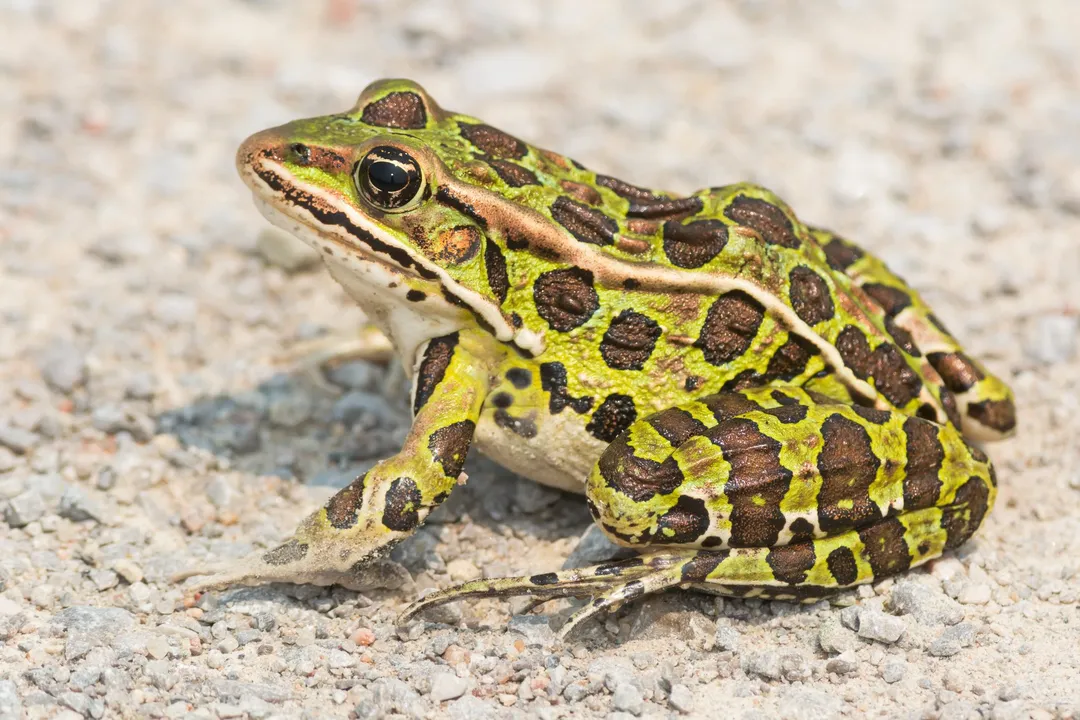 What is the classification of a leopard frog?