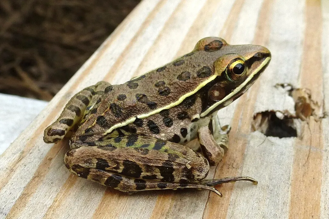 What is the classification of a leopard frog?, Morphological Cues in Classification