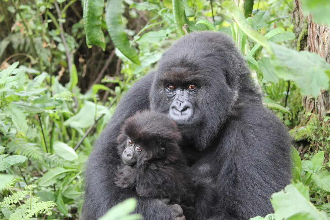 What is the classification of a mountain gorilla?, Subspecies Naming