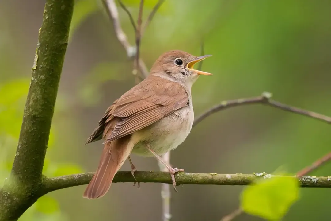What is the classification of a nightingale?, Linnaean Ranks