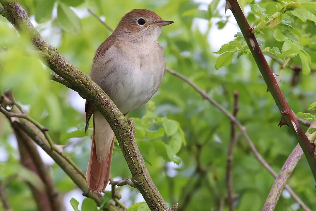 What is the classification of a nightingale?