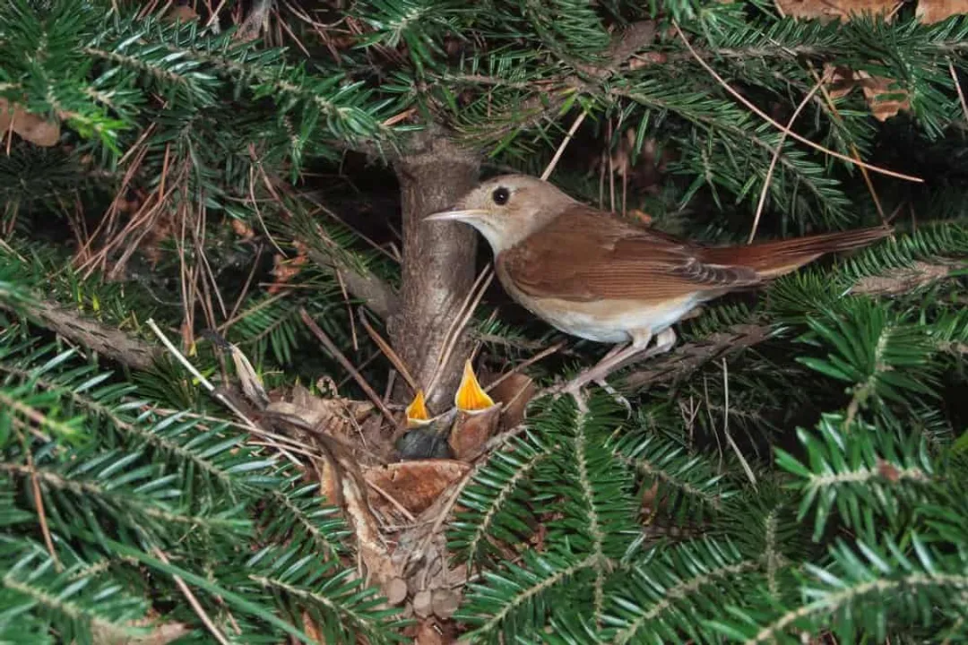 What is the classification of a nightingale?, Genus Designation
