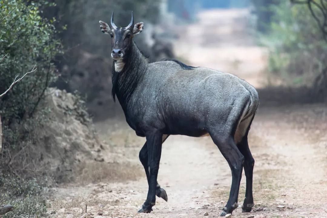 What is the classification of a nilgai?, Distinct Subfamily