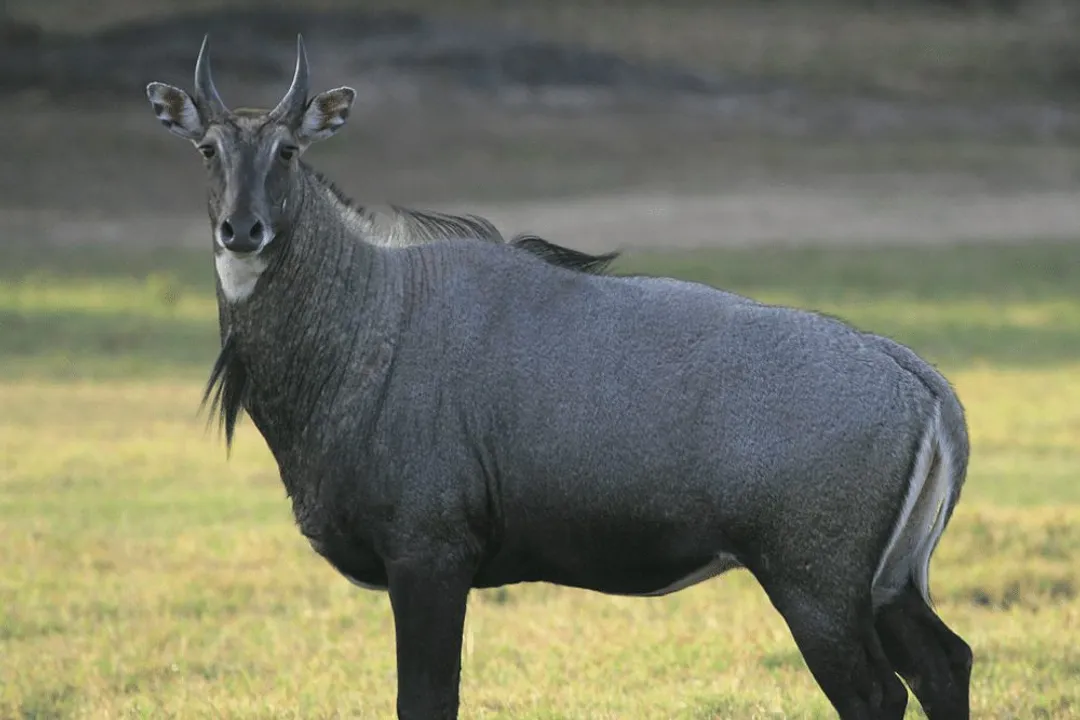 What is the classification of a nilgai?, Implications of Classification