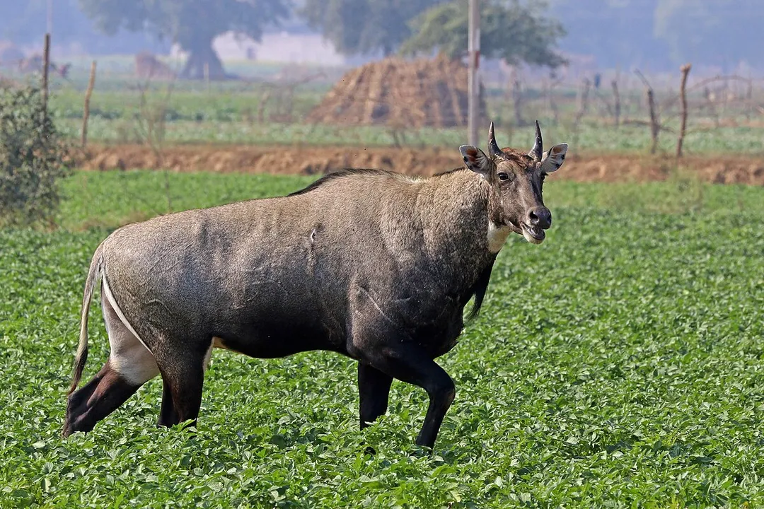 What is the classification of a nilgai?