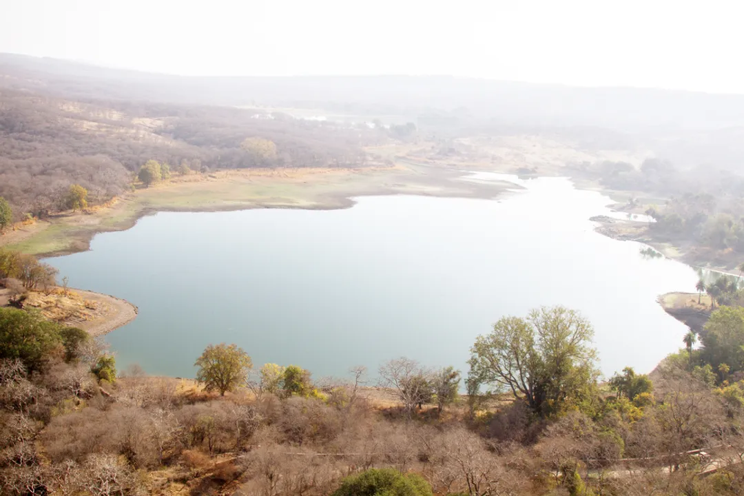 What is the classification of a nilgai?, Common Names Context