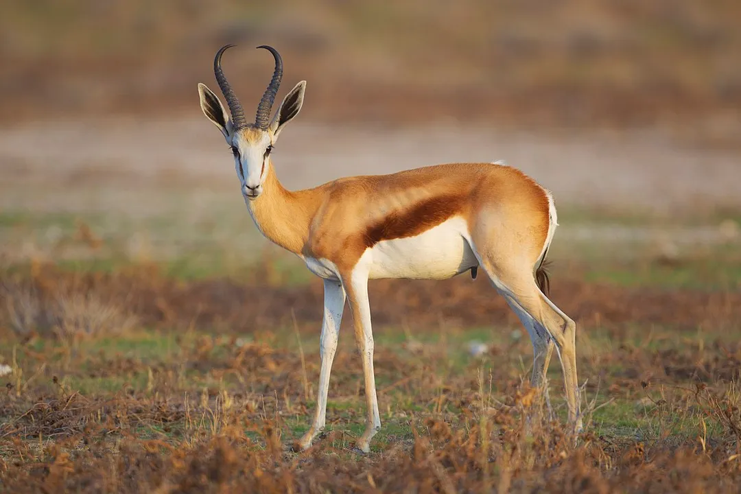 What is the classification of a springbok?