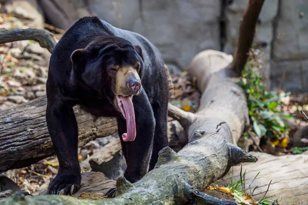 What is the classification of a sun bear?, Subspecies Definition