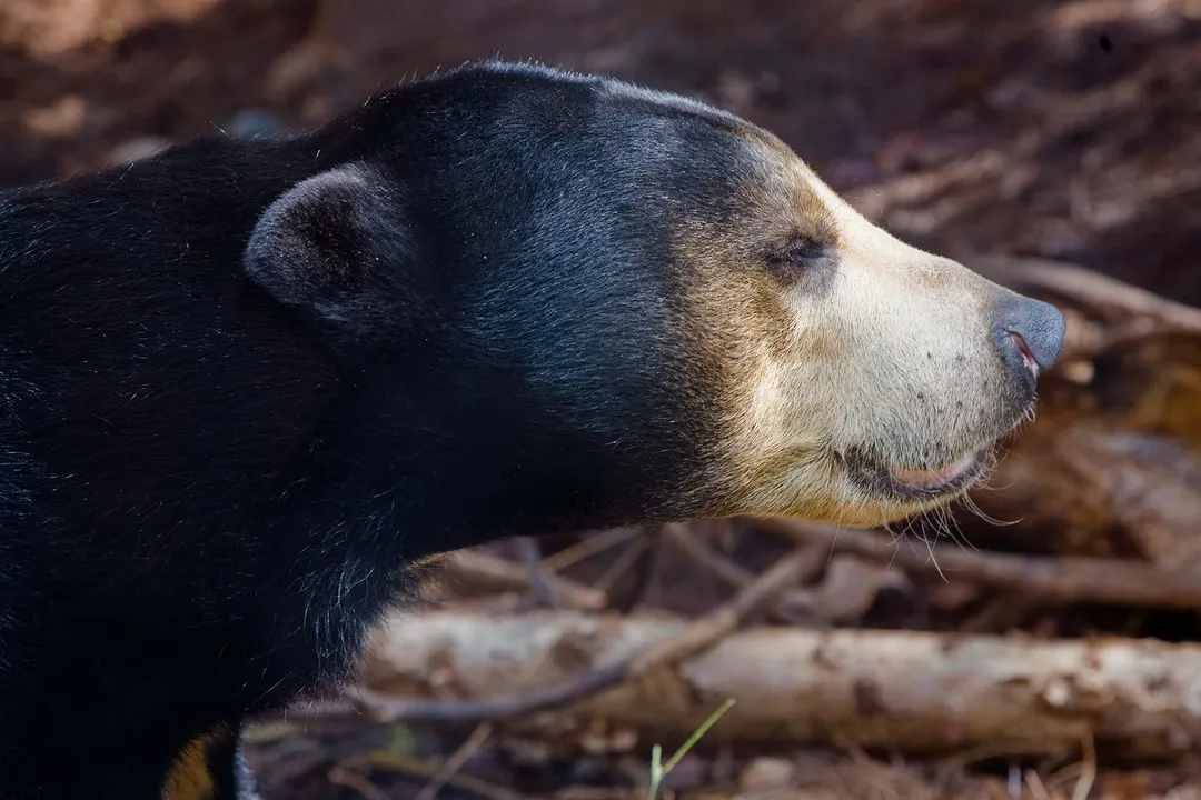 What is the classification of a sun bear?