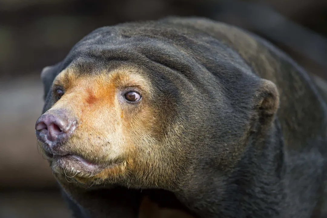 What is the classification of a sun bear?, Rank Structure