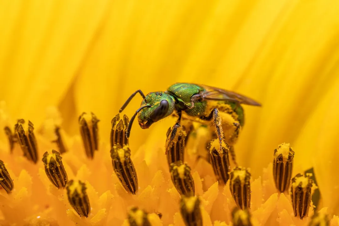 What is the classification of a sweat bee?, Taxonomic Rank