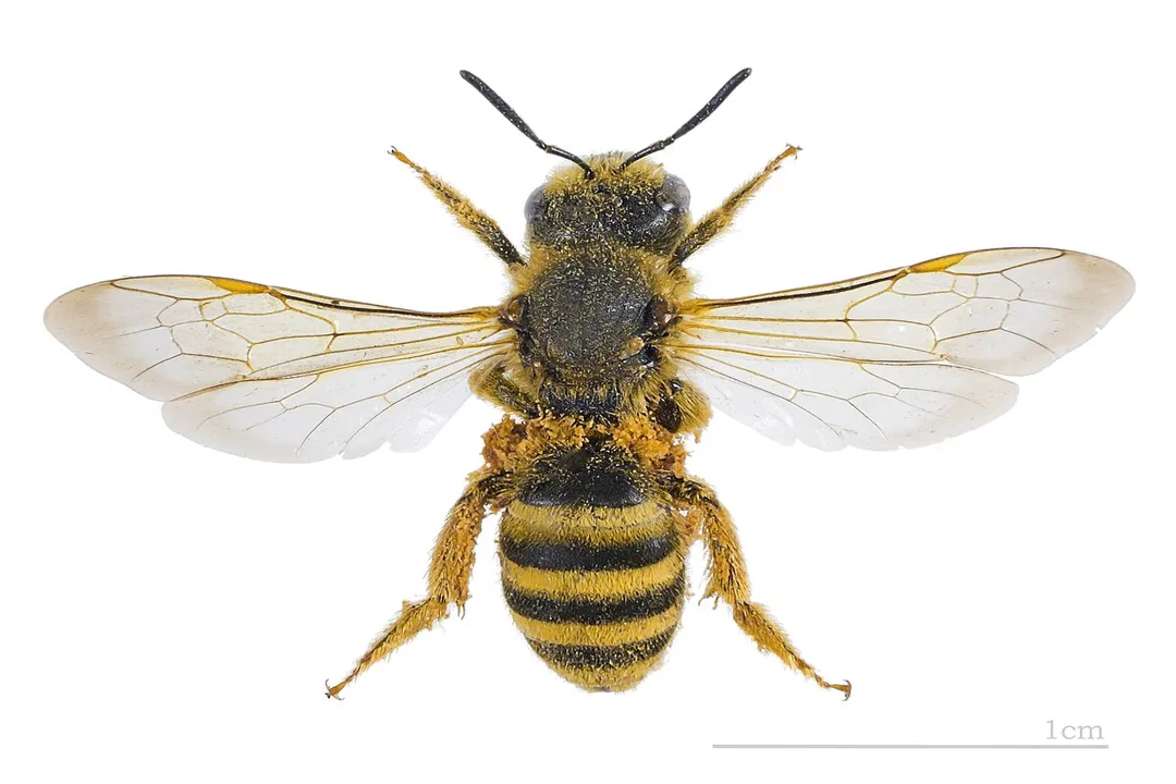 What is the classification of a sweat bee?, Genus Examples