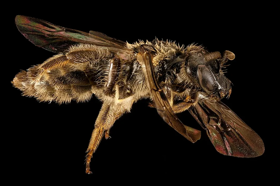 What is the classification of a sweat bee?, Physical Markers