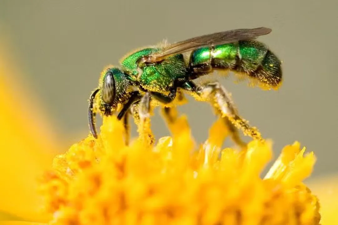 What is the classification of a sweat bee?, Family Subdivisions