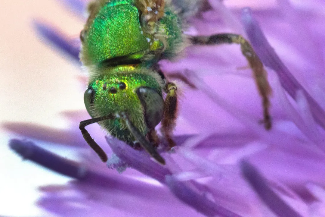 What is the classification of a sweat bee?