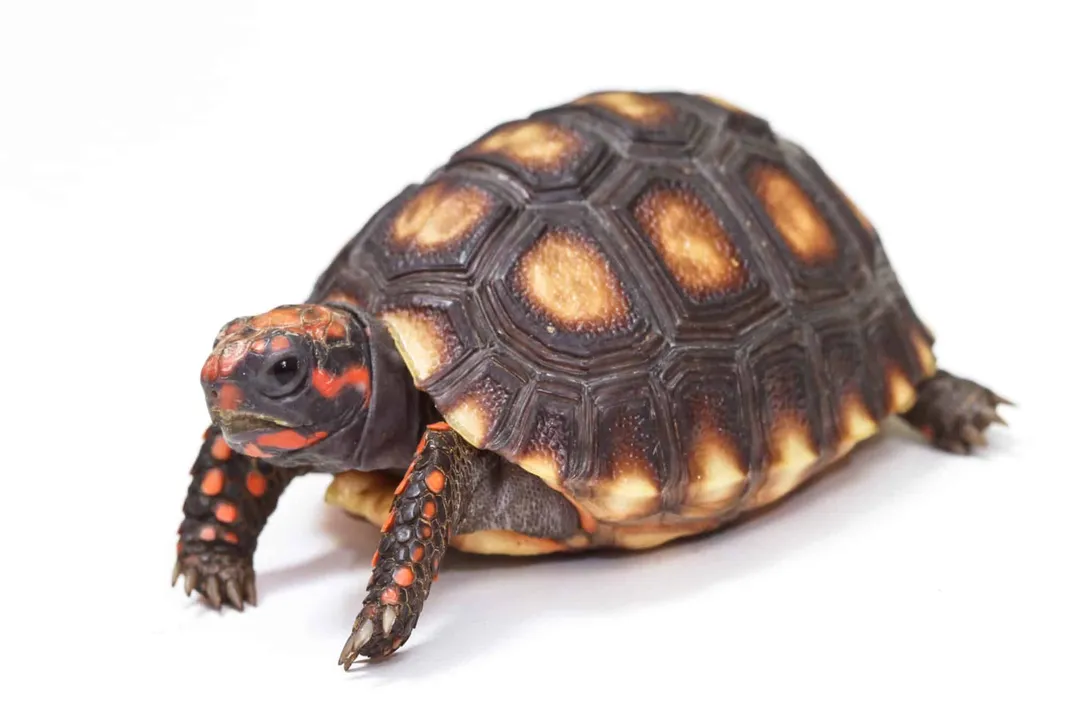 What is the classification of a tortoise?, Taxonomic Ranks