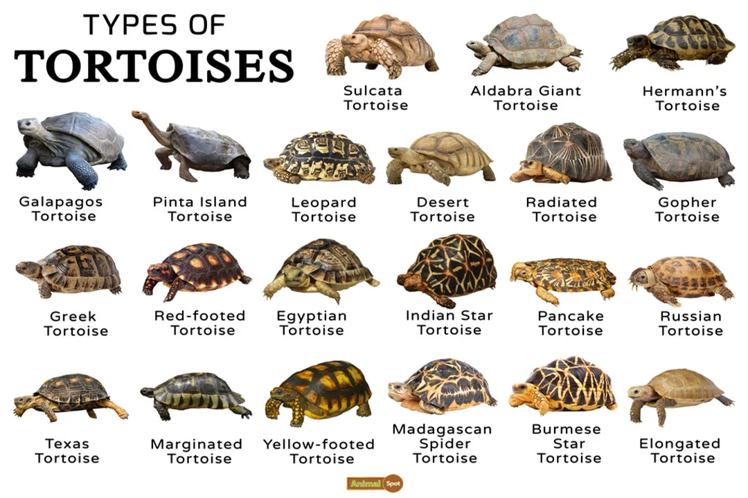 What is the classification of a tortoise?, Habitat Distinction