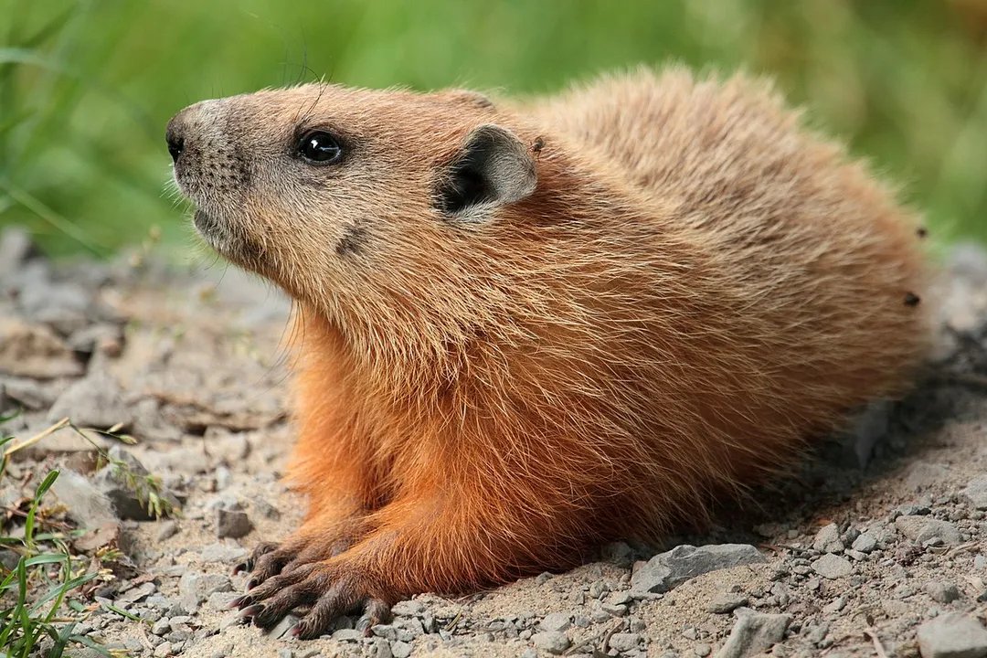 What is the classification of a woodchuck?