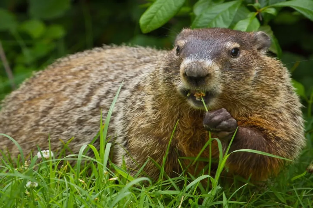 What is the classification of a woodchuck?, Kingdom Animalia