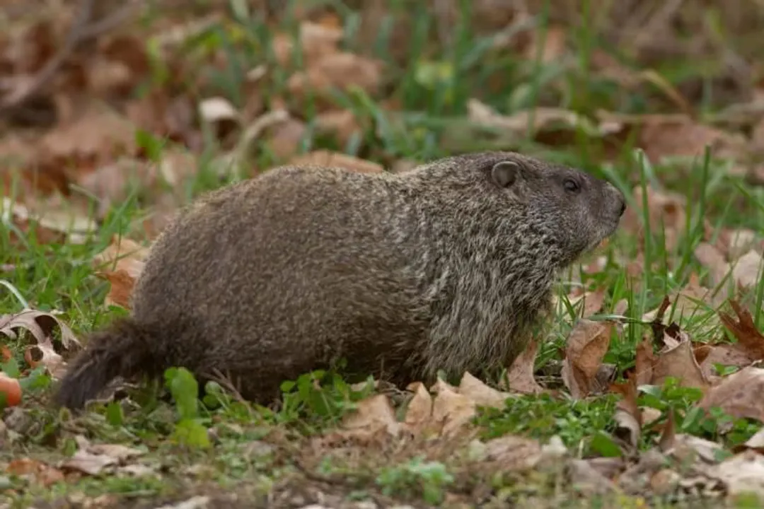What is the classification of a woodchuck?, Phylum Chordata