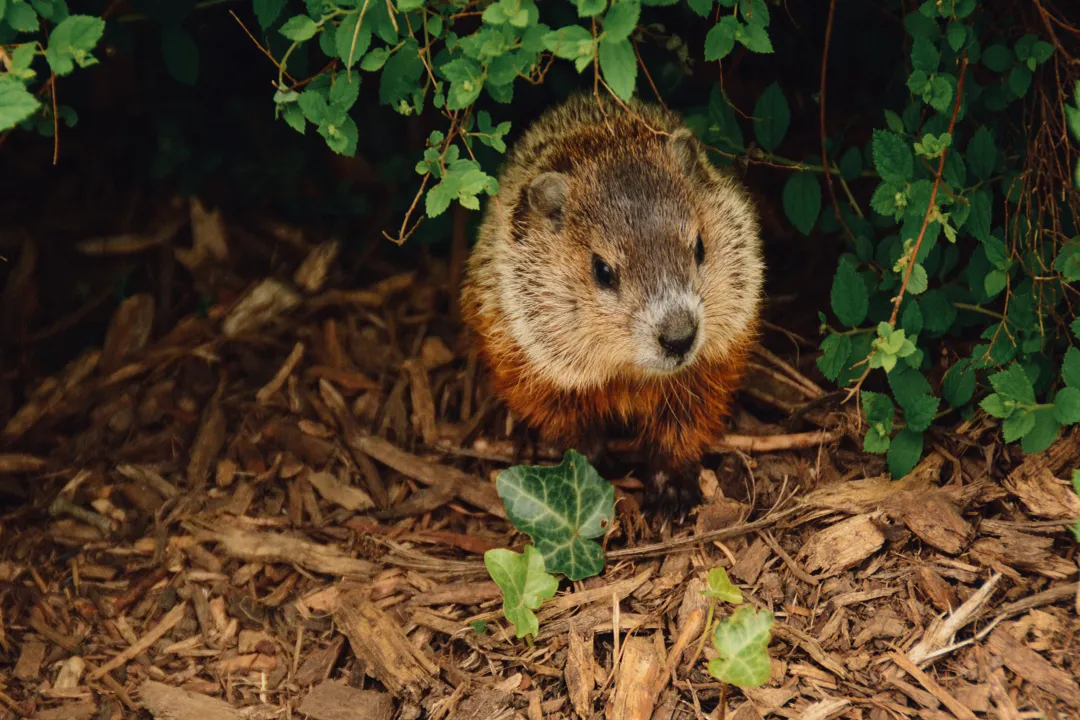 What is the classification of a woodchuck?, Class Mammalia