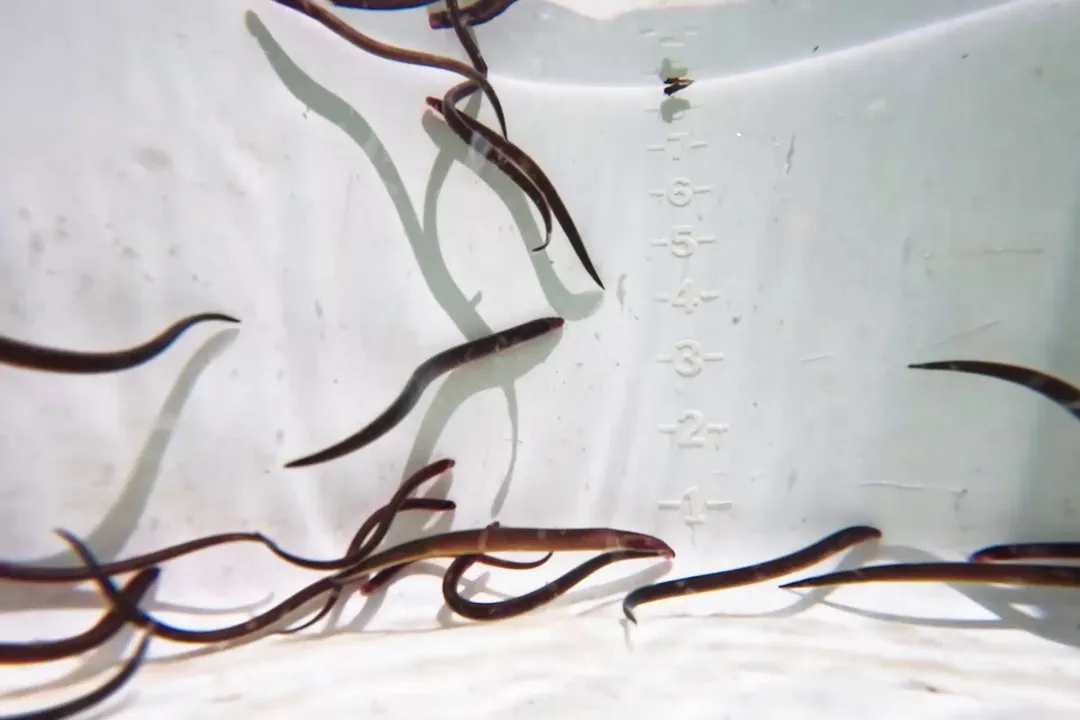 What is the classification of Ammocoetes?, Jawless Fish Line